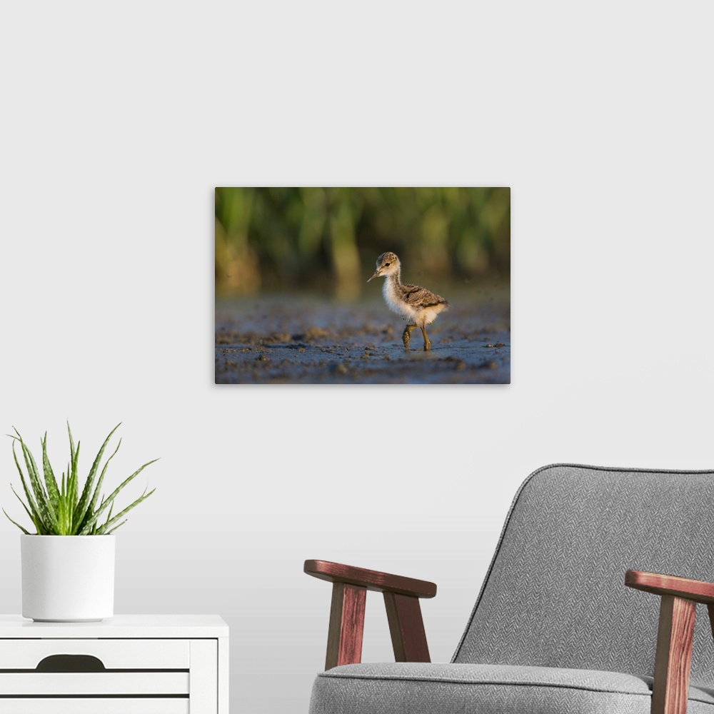 A modern room featuring USA. Washington State.  Black-necked Stilt (Himantopus mexicanus) chick forages along a lakeshore...