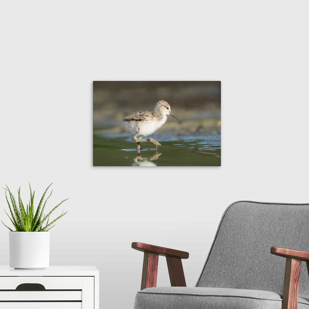A modern room featuring USA. Washington State.  American Avocet (Recurvirostra americana) chick forages along a lakeshore...