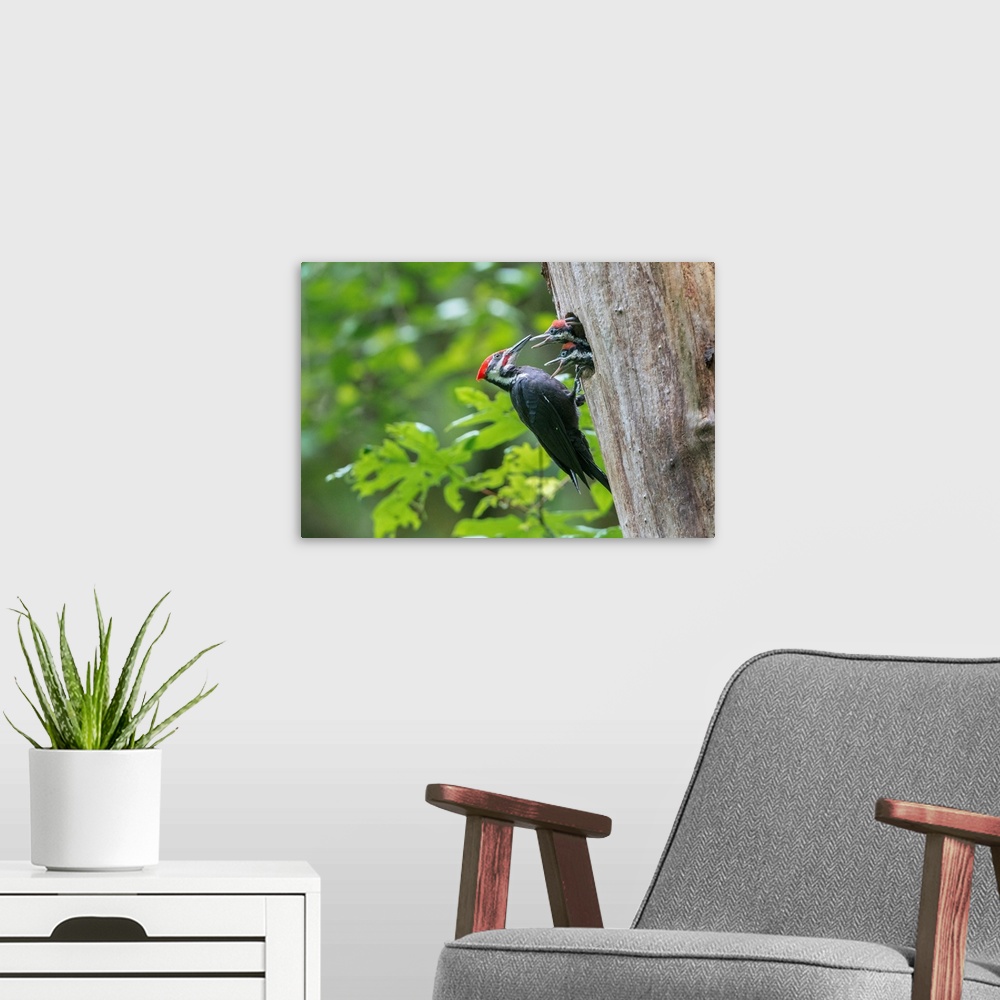 A modern room featuring USA. Washington State. Male Pileated Woodpecker (Dryocopus pileatus) feeds begging chicks at nest...