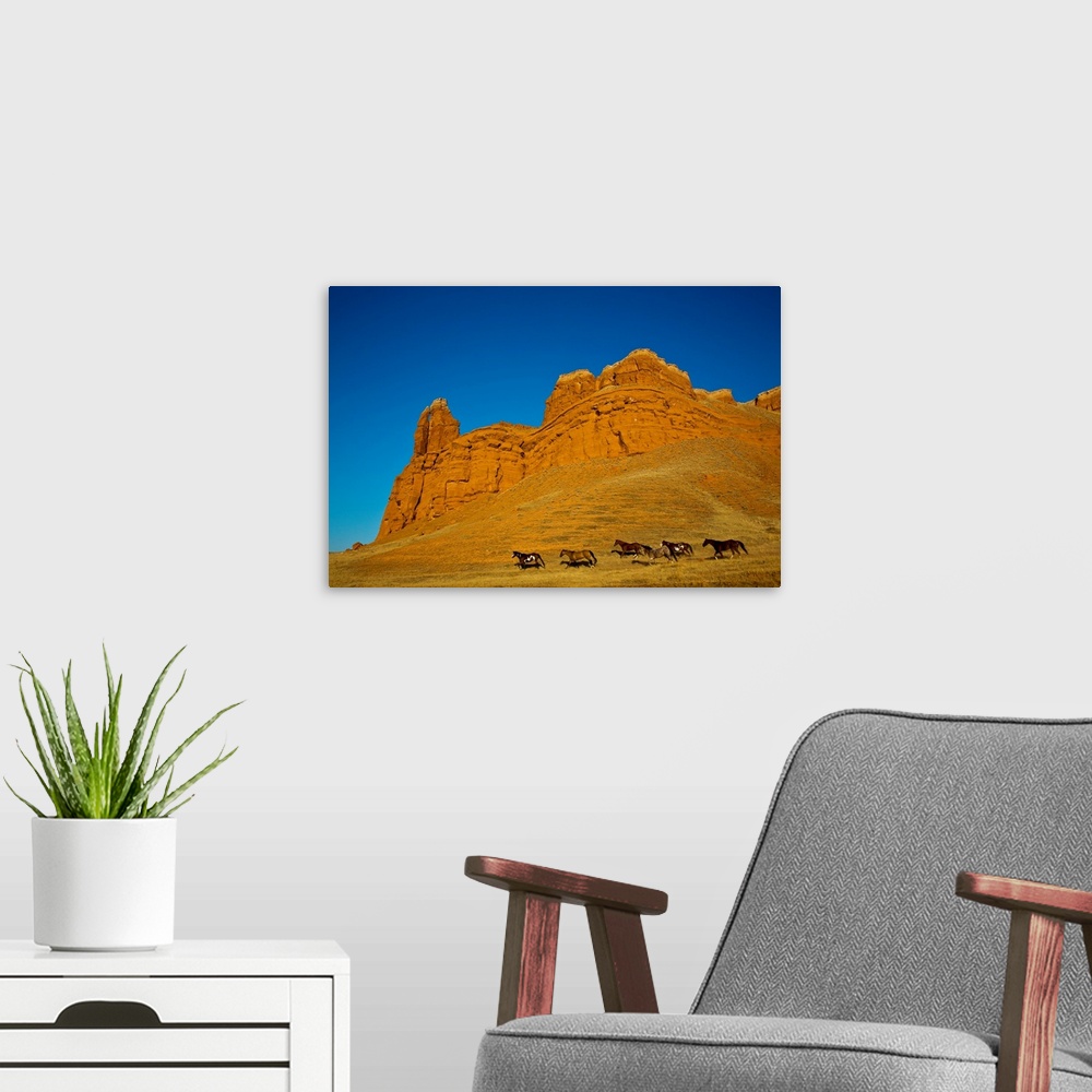 A modern room featuring North America, USA, Wyoming, Shell, Heard of Horses Running along the Red Rock hills of the Big H...