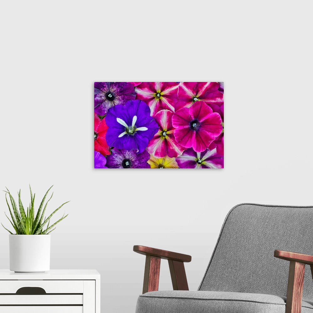 A modern room featuring Variety of petunia flowers in pattern, Sammamish Washington