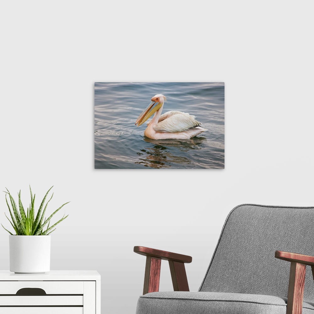 A modern room featuring Walvis Bay, Namibia. Eastern White Pelican resting on the water.