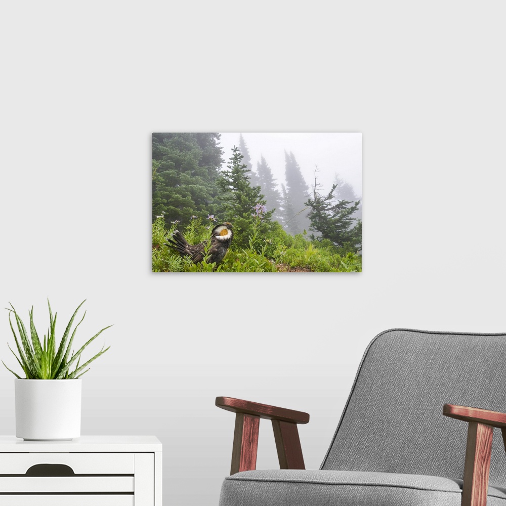 A modern room featuring USA, Washington State, Mount Rainier National Park. Sooty grouse in subalpine forest.