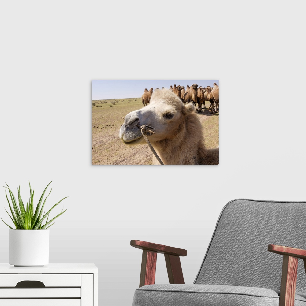 A modern room featuring Asia, Western Mongolia, Lake Tolbo, Bactrian camels.