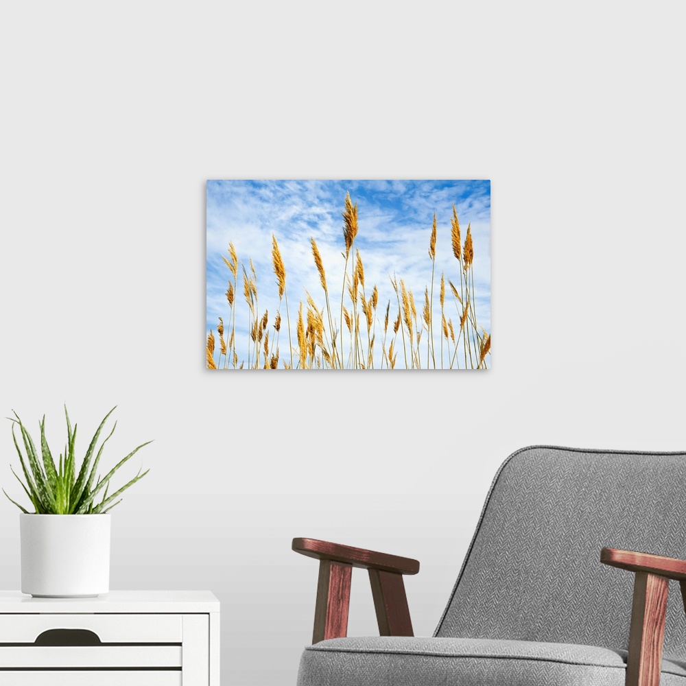 A modern room featuring Wheat Blowing in the Wind