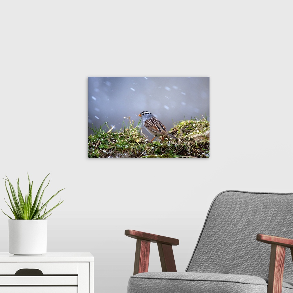 A modern room featuring White-Crowned Sparrow, medium-sized sparrow native to North America. Sparrow in a spring snow storm.