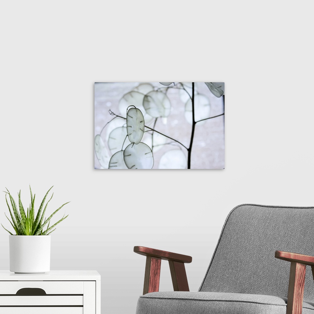 A modern room featuring White money plant pods