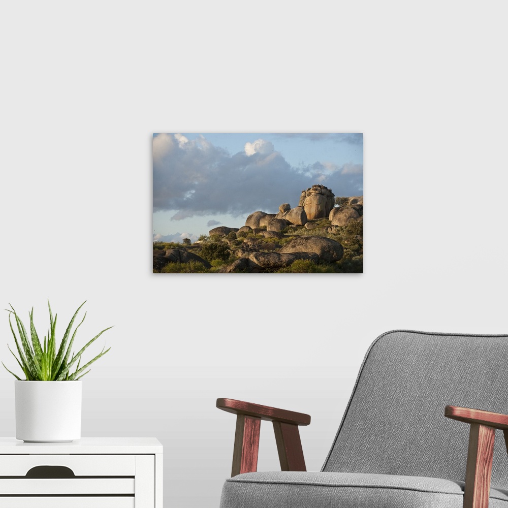 A modern room featuring White Stork (Ciconia ciconia) nesting on granite boulders.Natural Monument of Los Barruecos, Malp...