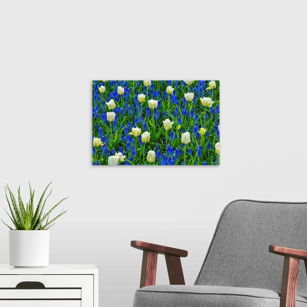 A modern room featuring White Tulips Green Leaves Blue Grape Hyacinths Fields Keukenhoff Lisse Holland Netherlands. Calle...