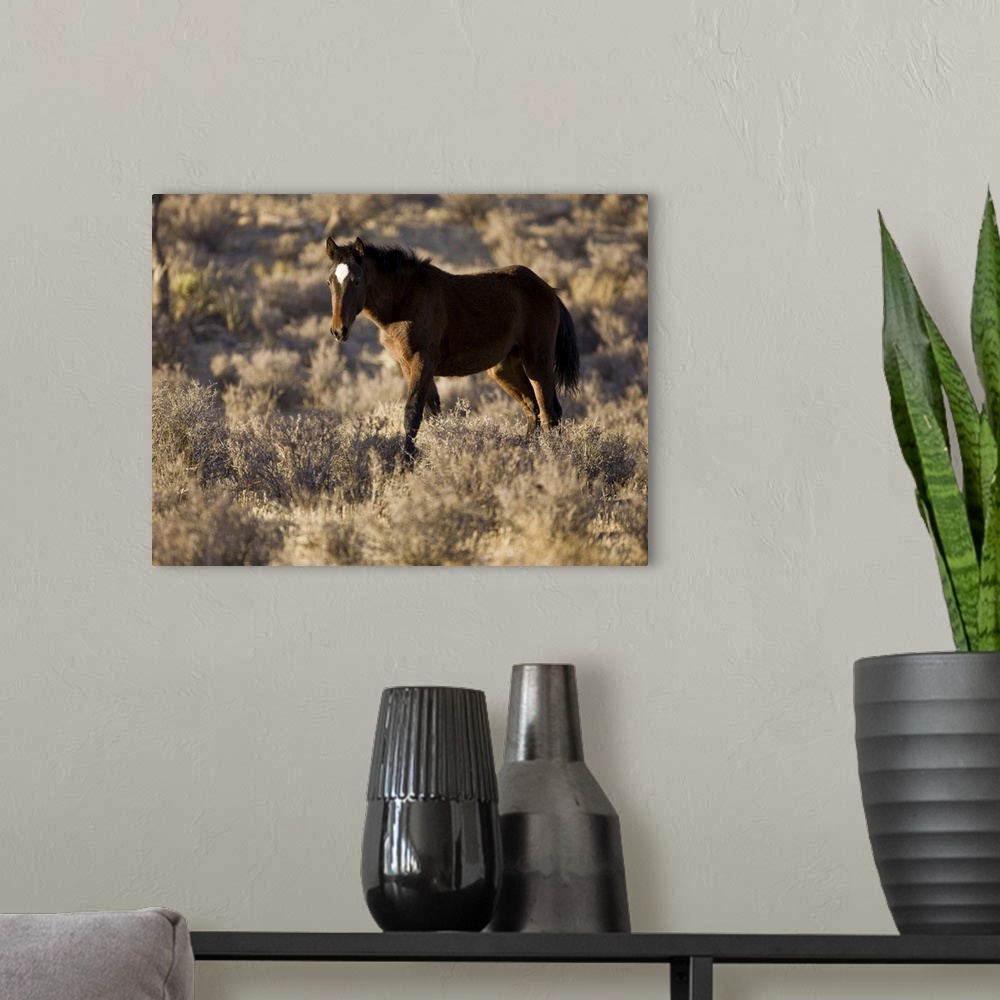 A modern room featuring Wild Mustang, Wheeler Peak herd, Cold Creek Road, Spring Mountain range,  Nevada