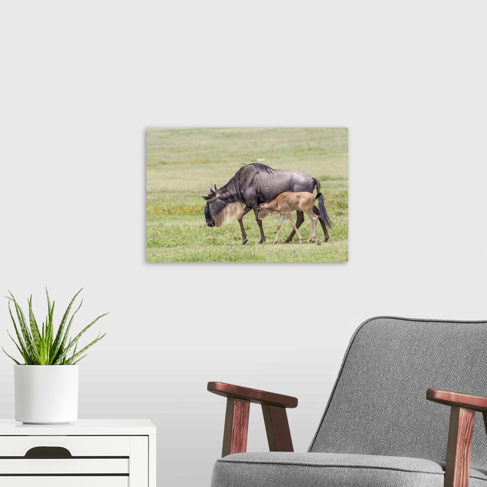 A modern room featuring Wildebeest mother and newborn calf walk, profile view, Ngorongoro Conservation Area, Tanzania.