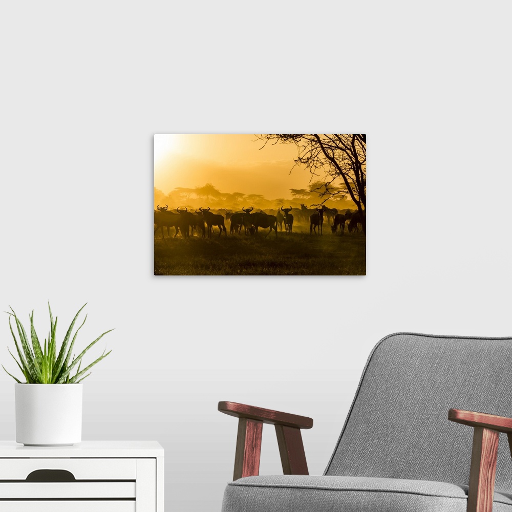A modern room featuring Wildebeests and zebras are silhouetted against the sunlit dust of their migration.