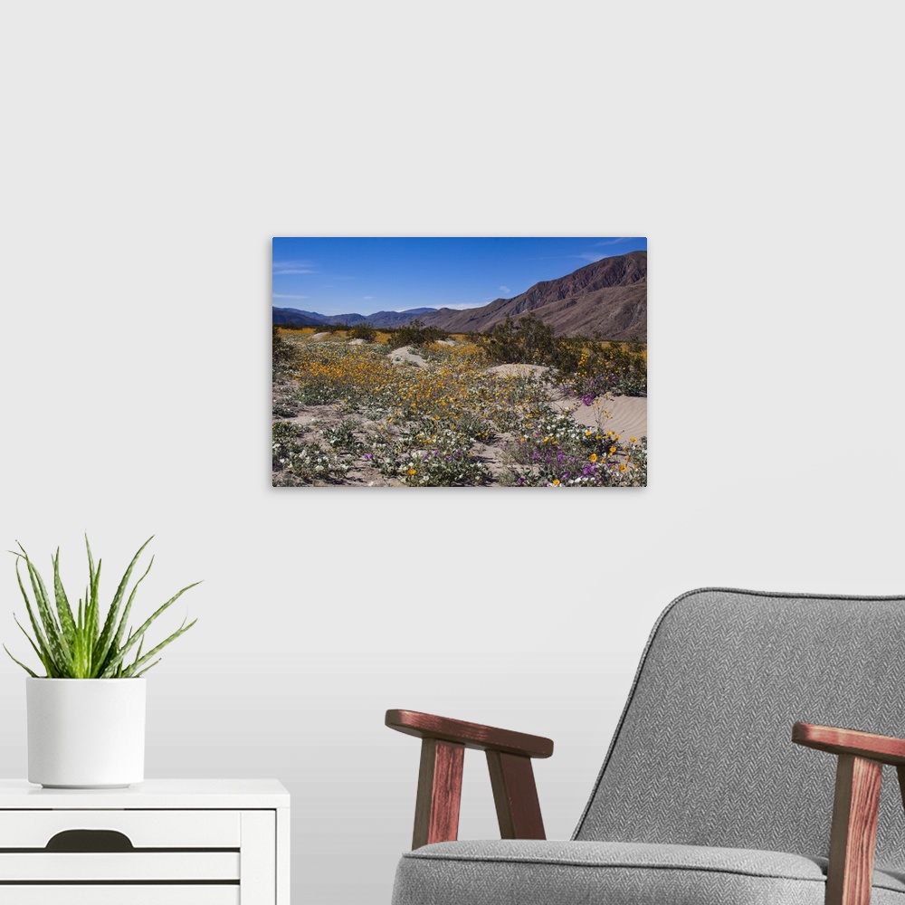 A modern room featuring Wildflowers, Anza Borrego Desert State Park, California
