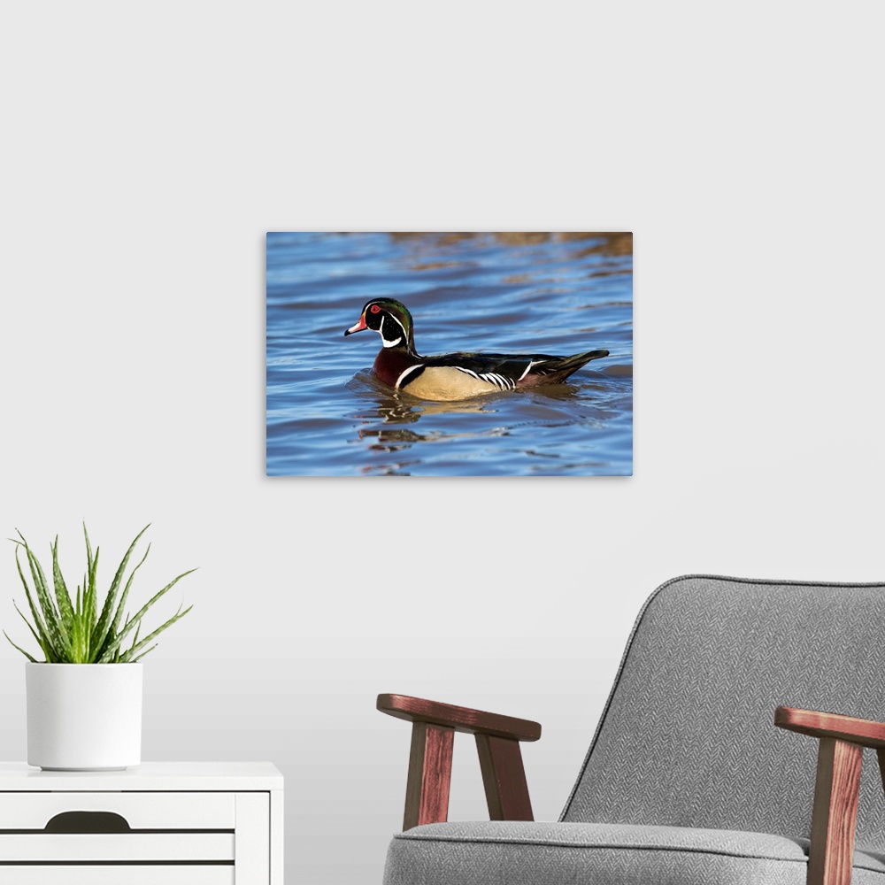 A modern room featuring Wood Duck (Aix sponsa) male in wetland, Marion Co., IL