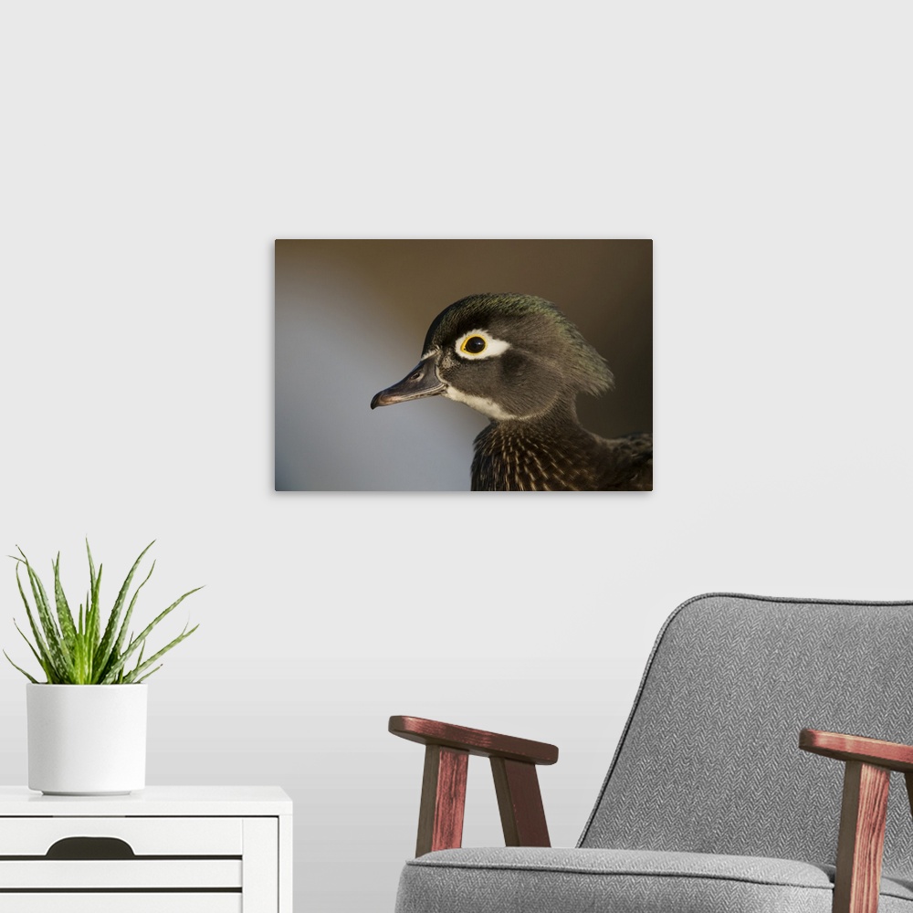 A modern room featuring Wood duck female, close-up of head.