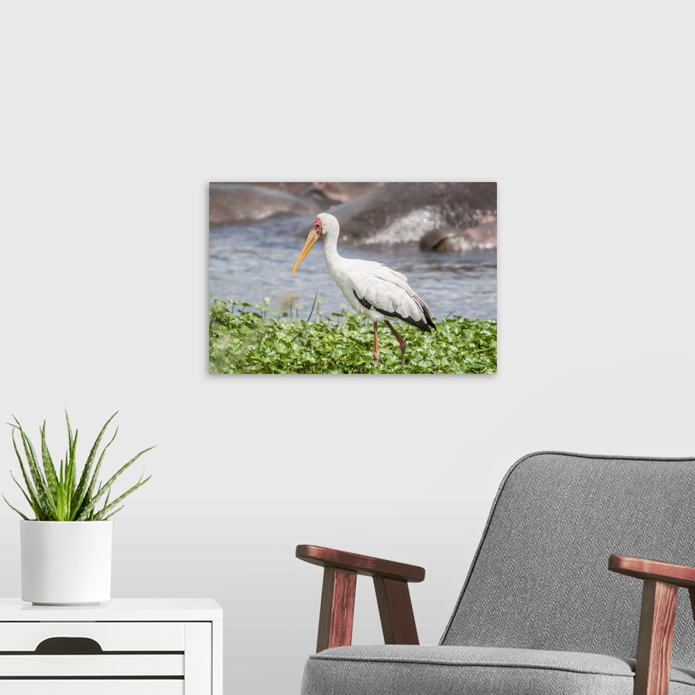 A modern room featuring Woolly-Necked Stork
