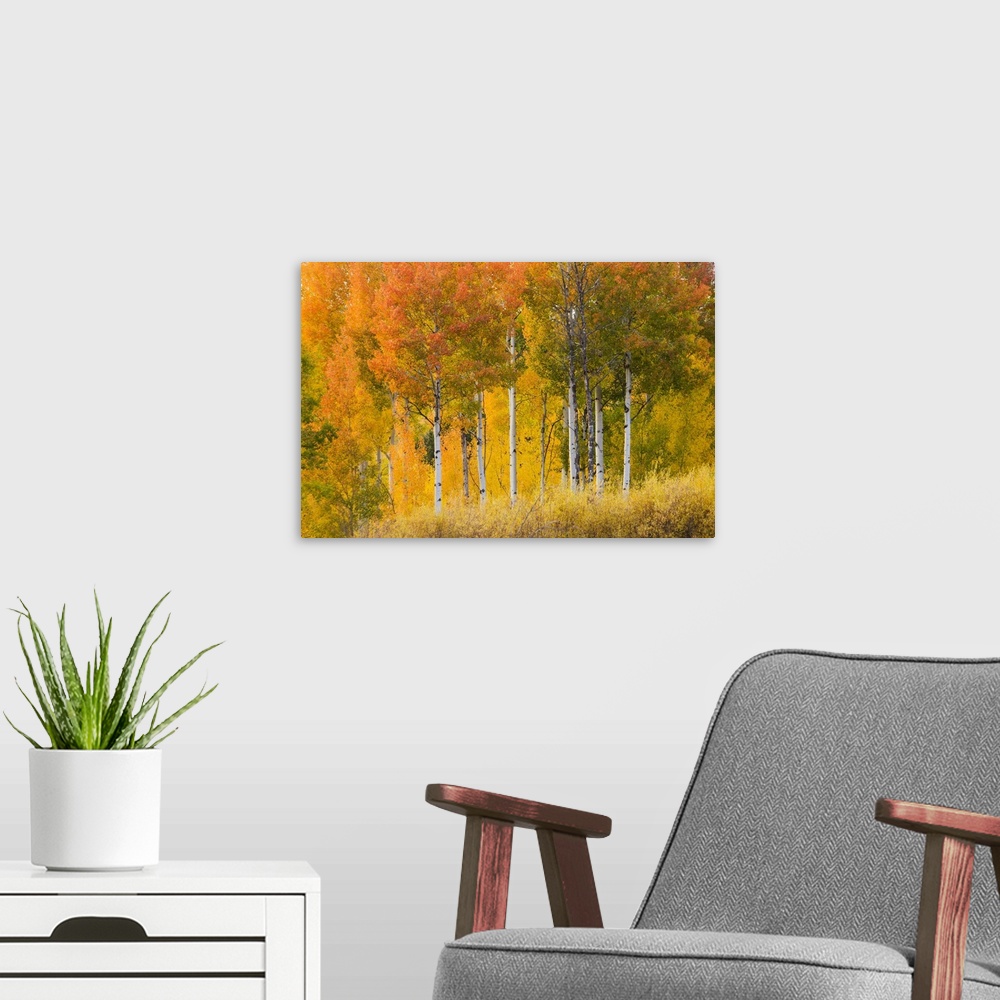 A modern room featuring Wyoming, Grand Teton National Park, Aspen trees.
