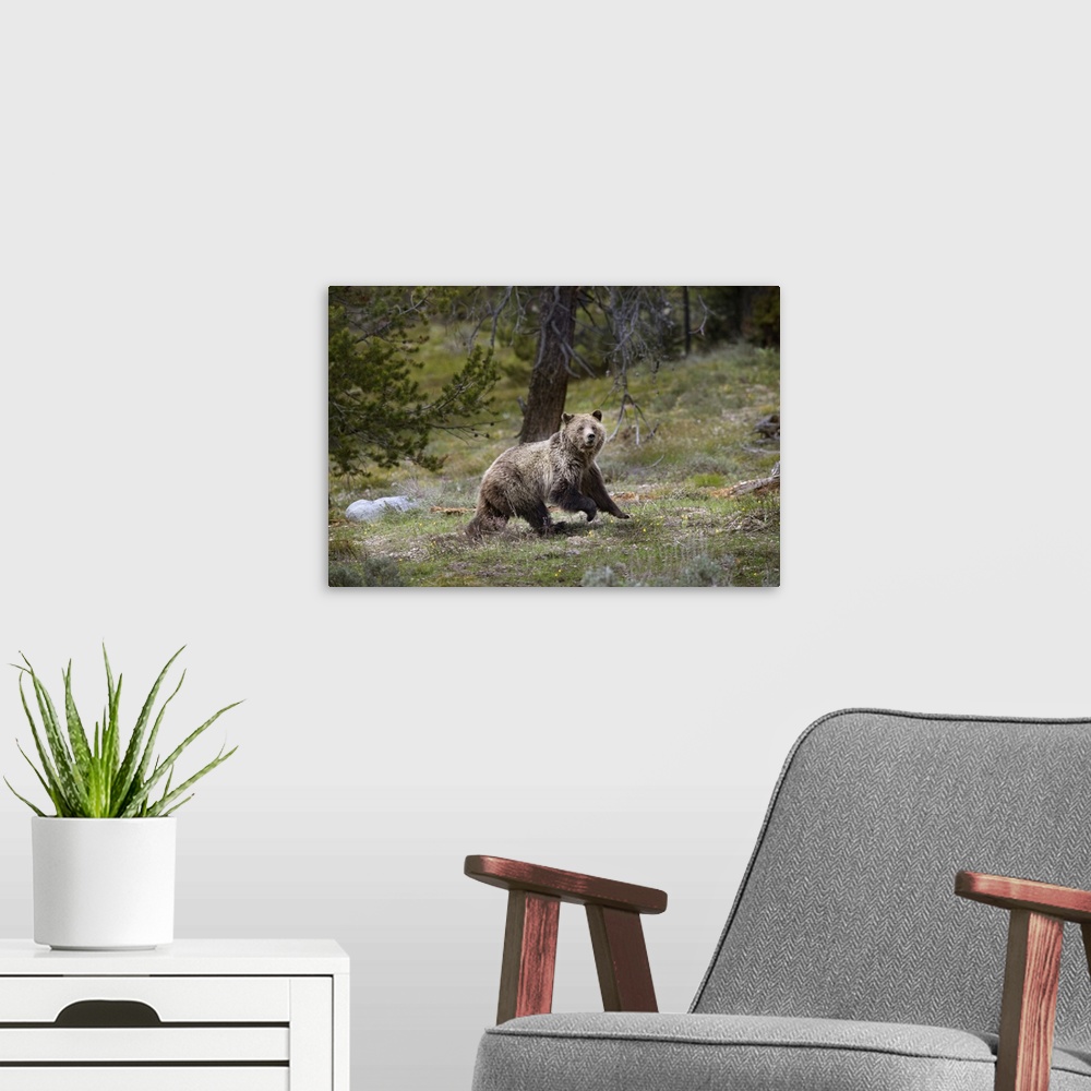 A modern room featuring USA, Wyoming, Grand Teton National Park. Sow grizzly running across a meadow. Credit: Don Grall