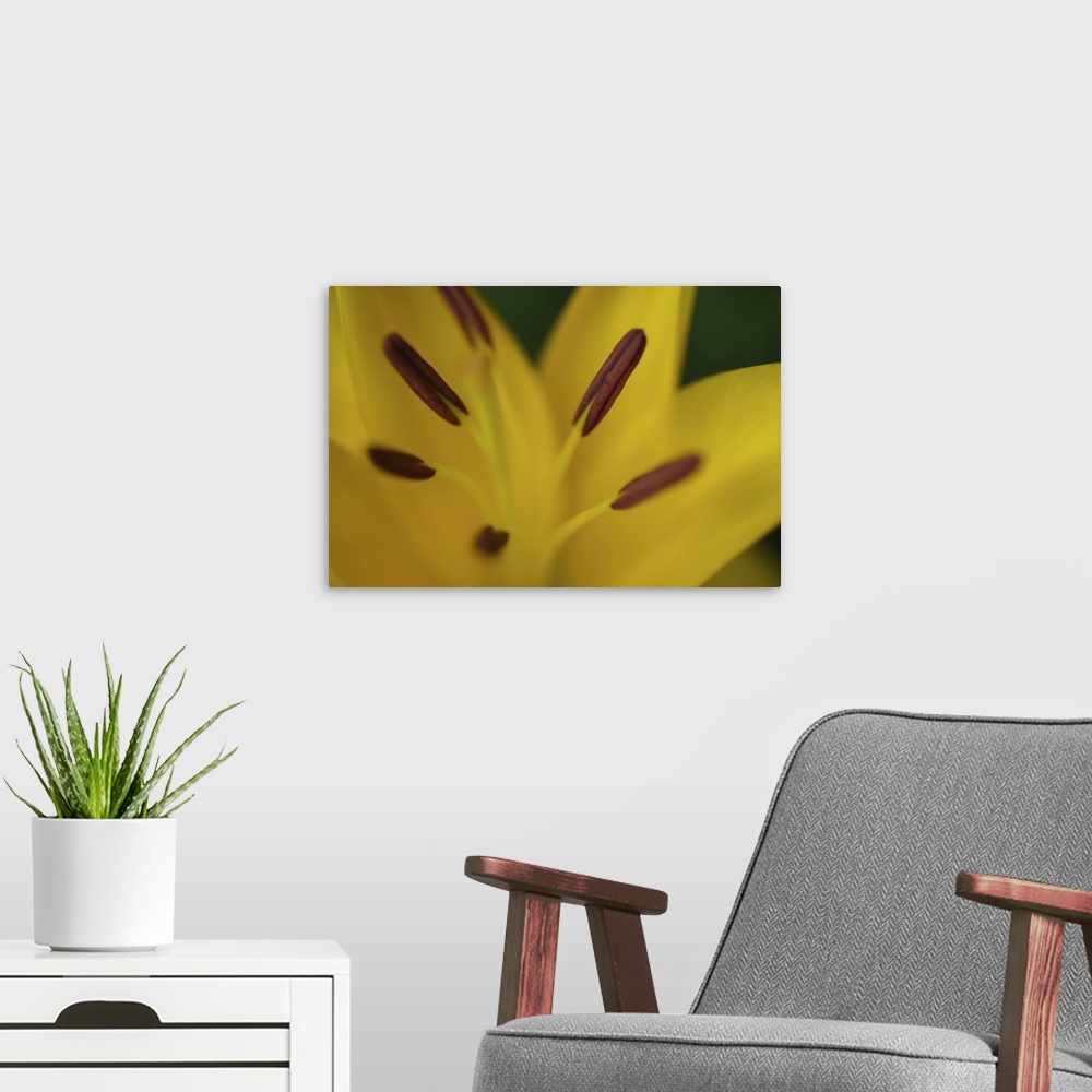A modern room featuring Yellow daylily flower close-up