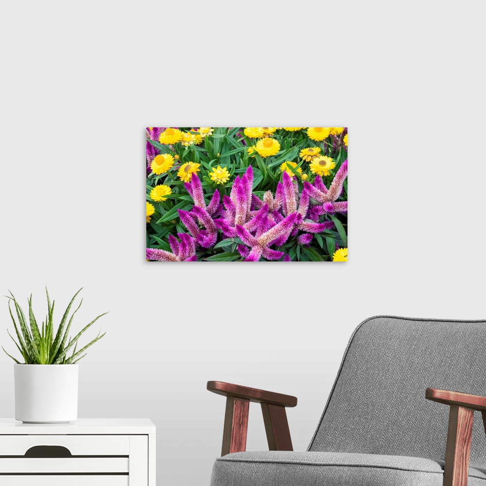 A modern room featuring Yellow strawflowers and purple Celosia in garden, USA