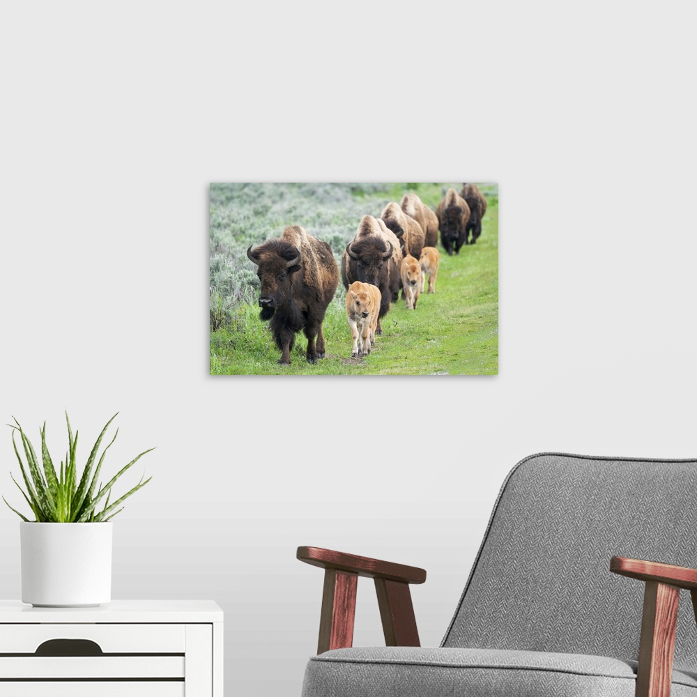 A modern room featuring Yellowstone National Park. A group of bison cows with their calves move in a long line.