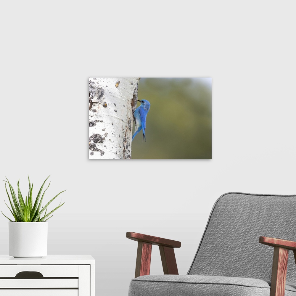 A modern room featuring Yellowstone National Park, a male mountain bluebird perching at its nest hole.