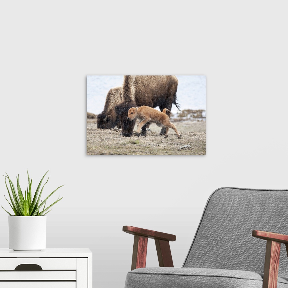 A modern room featuring Yellowstone National Park. American bison calf runs and playing in the snow squall.