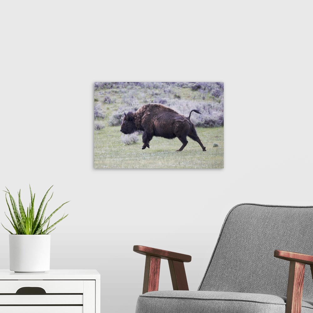 A modern room featuring Yellowstone National Park. An American bison cow acts in a frenzied manner.