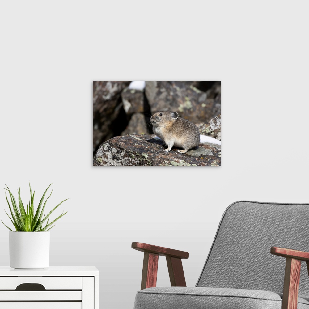 A modern room featuring Yellowstone National Park, American pika sitting on a boulder.