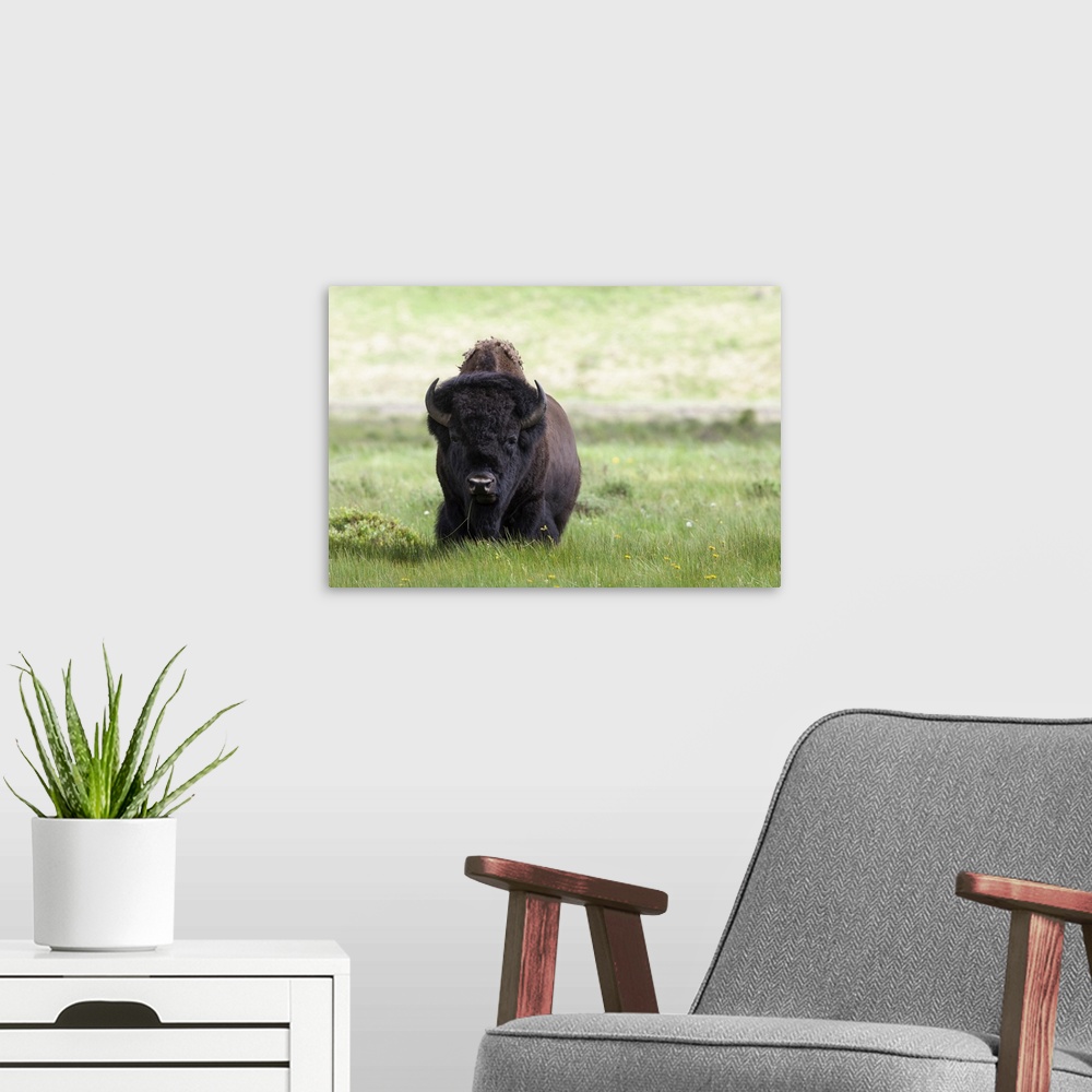 A modern room featuring Yellowstone National Park a big bull bison standing among lush green grass.