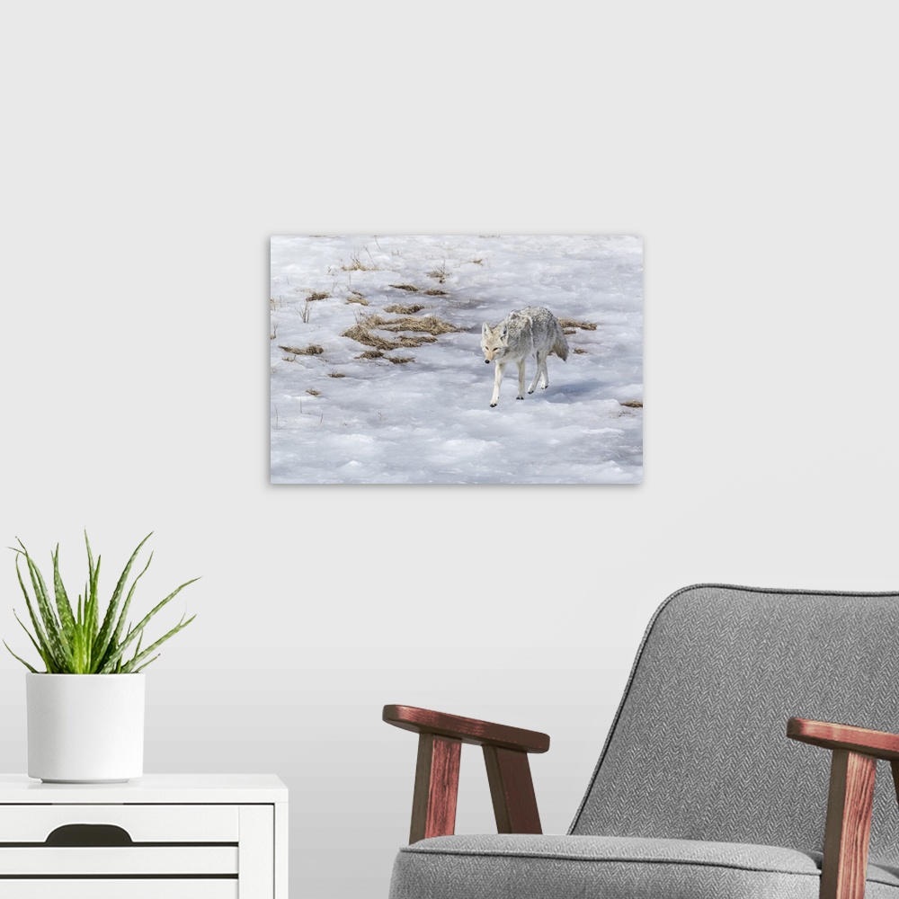 A modern room featuring Yellowstone National Park, coyote walking through the icy slush.