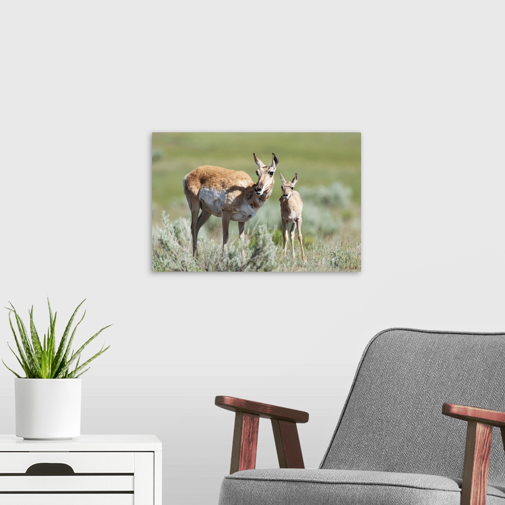 A modern room featuring Yellowstone National Park, female pronghorn antelope standing next to her fawn.
