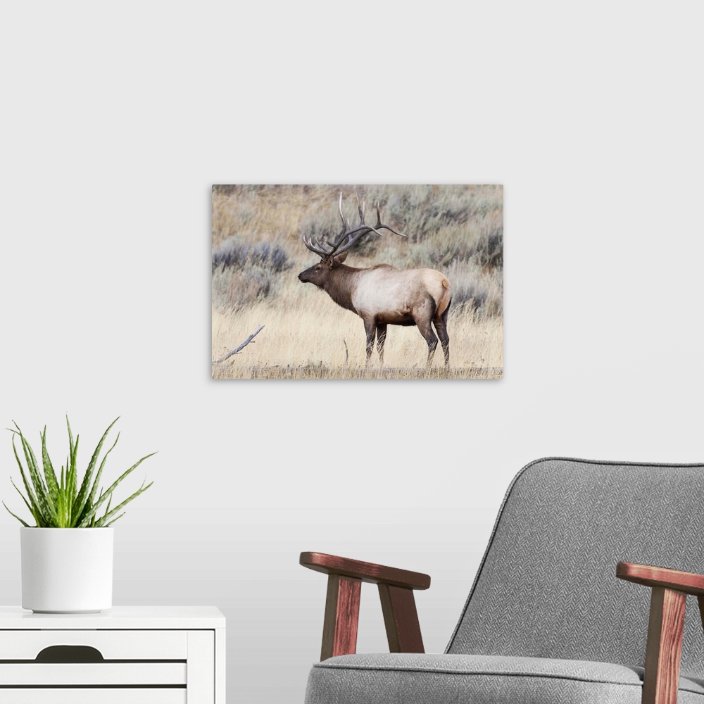 A modern room featuring Yellowstone National Park, portrait of a bull elk with a large rack.