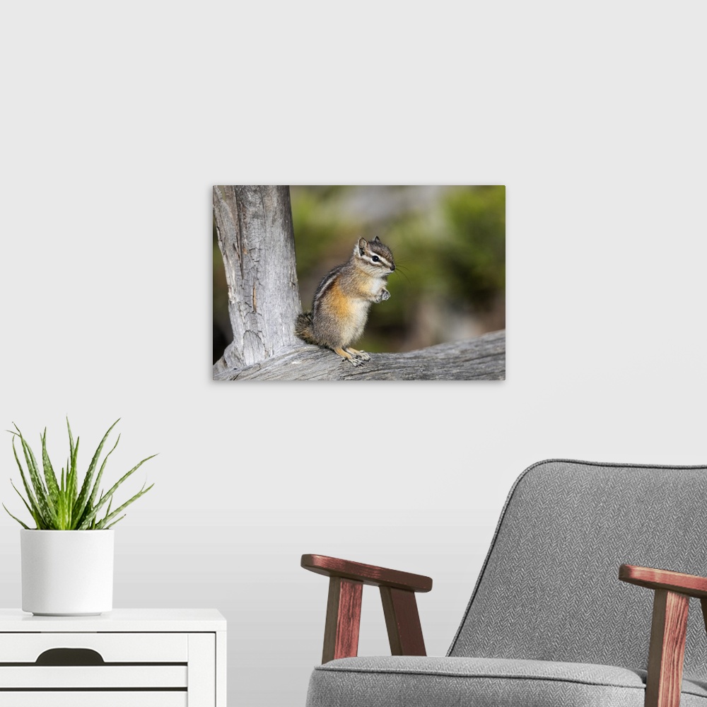 A modern room featuring Yellowstone National Park, portrait of a chipmunk.