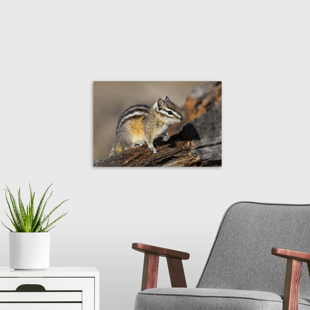 A modern room featuring Yellowstone National Park, portrait of a chipmunk.