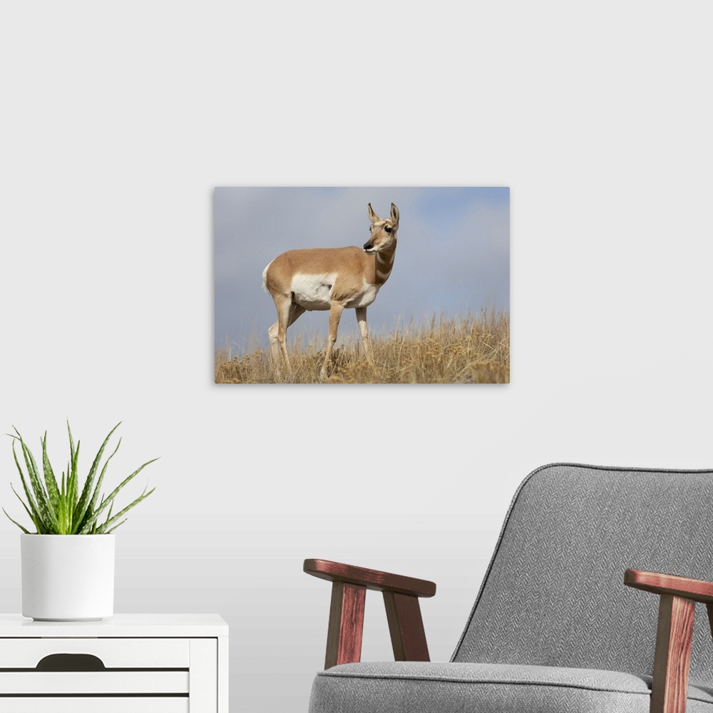A modern room featuring Yellowstone National Park, portrait of a female pronghorn antelope.