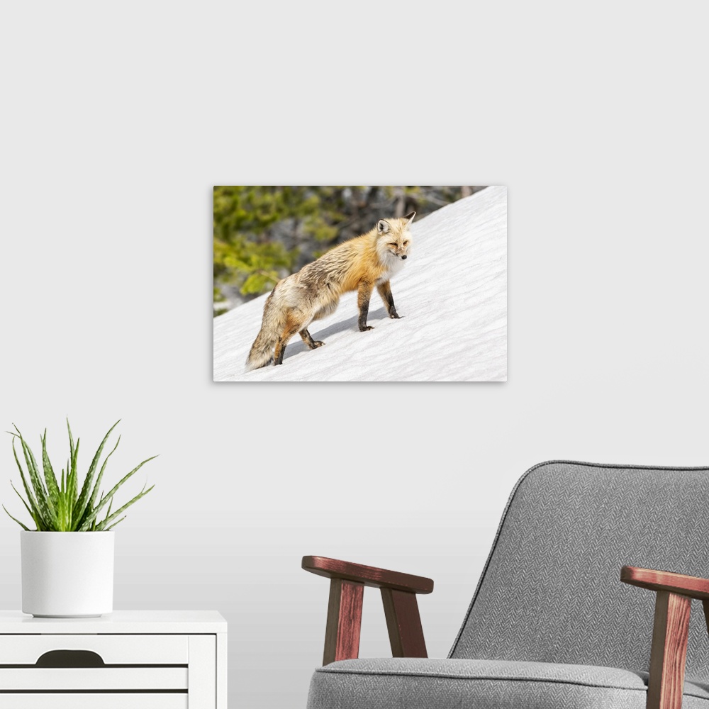A modern room featuring Yellowstone National Park, red fox in its spring coat walking through melting snow.