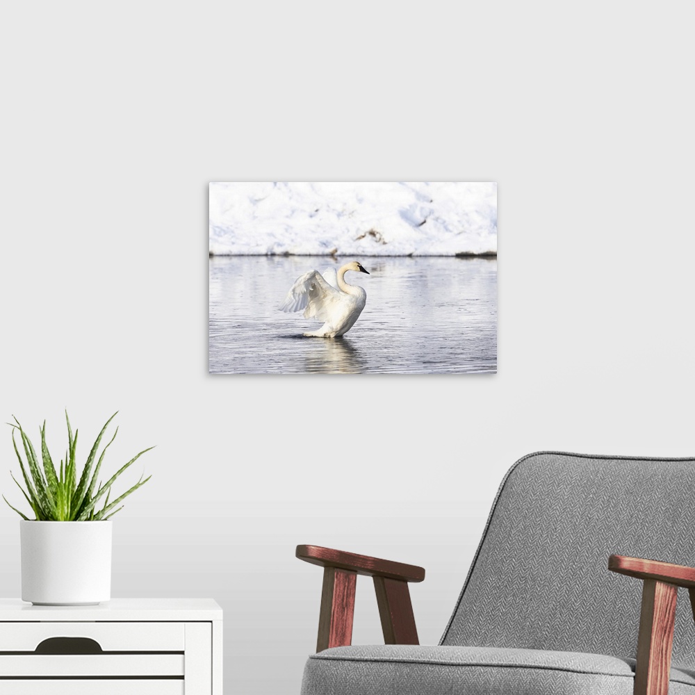A modern room featuring Yellowstone National Park, trumpeter swan flaps its wings after preening.
