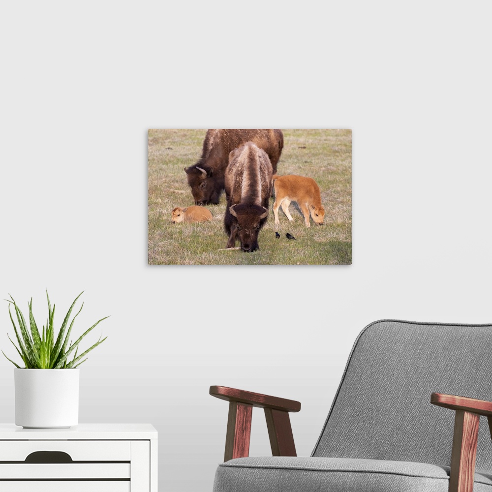 A modern room featuring Yellowstone National Park. Two bison cows grazing with their young calves nearby.