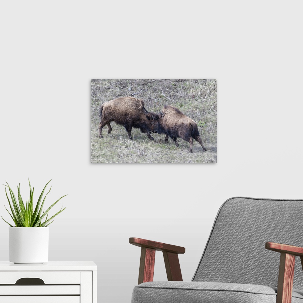 A modern room featuring Yellowstone National Park. Two young bison playing fight.