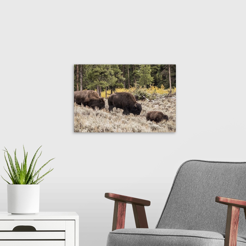 A modern room featuring Yellowstone National Park, Wyoming, USA. Bison family walking in Lamar Valley.