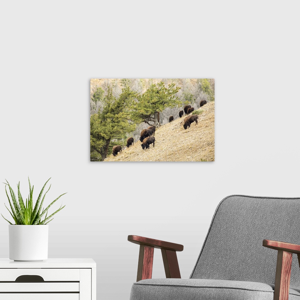 A modern room featuring Yellowstone National Park, Wyoming, USA. Bison herd grazing on a steep hillside above Pebble Cree...