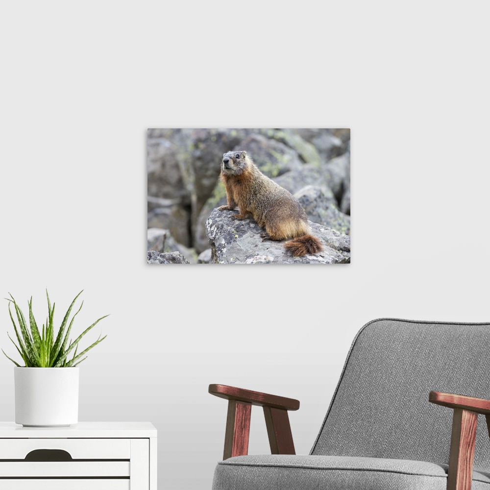 A modern room featuring Yellowstone National Park, yellow-bellied marmot posing on a rock.