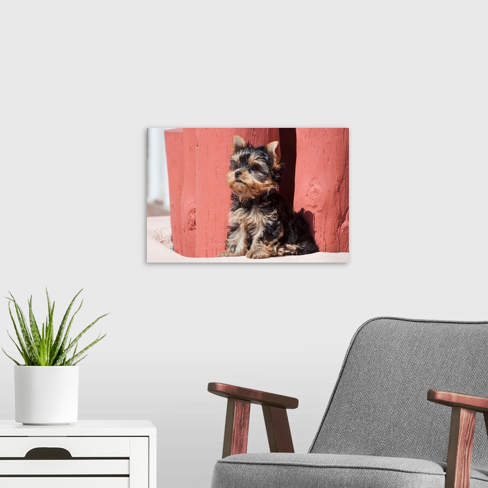 A modern room featuring Yorkshire Terrier Puppy sitting.