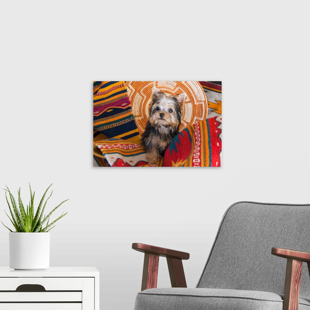 A modern room featuring Yorkshire Terrier sitting on Southwestern blankets