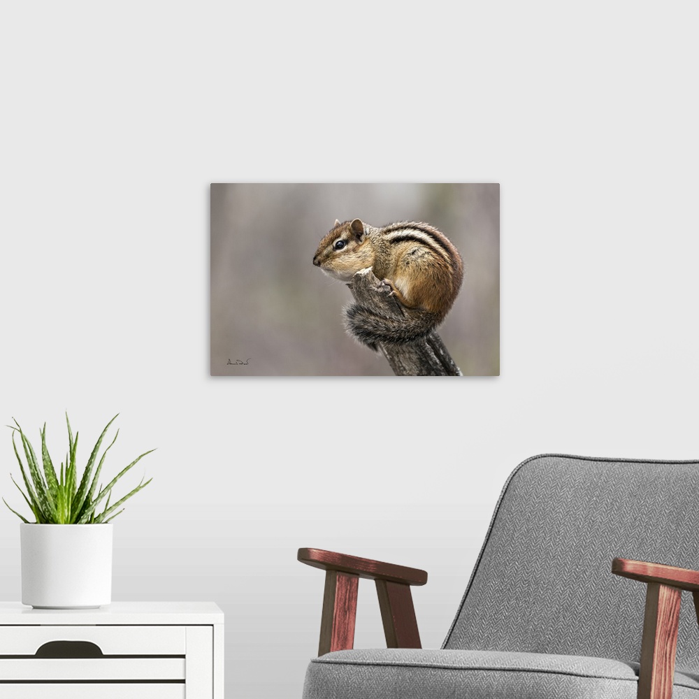 A modern room featuring Eastern chipmunk chirping its morning song.