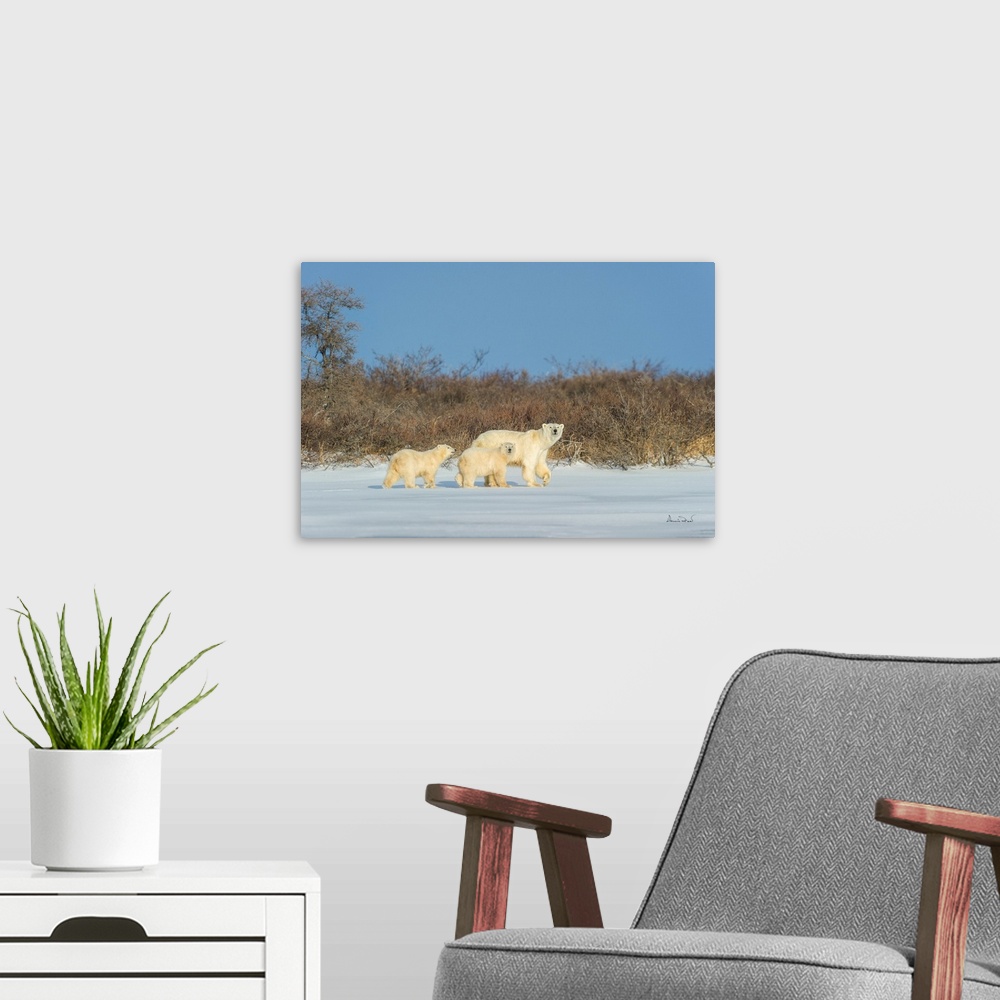 A modern room featuring Polar bear mother and cub exploring a tundra lake while waiting for sea ice to form on Hudson Bay...