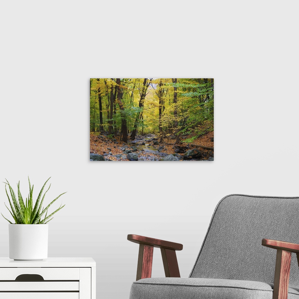 A modern room featuring Autumn woods with yellow maple trees and creek with rocks and foliage in mountain.