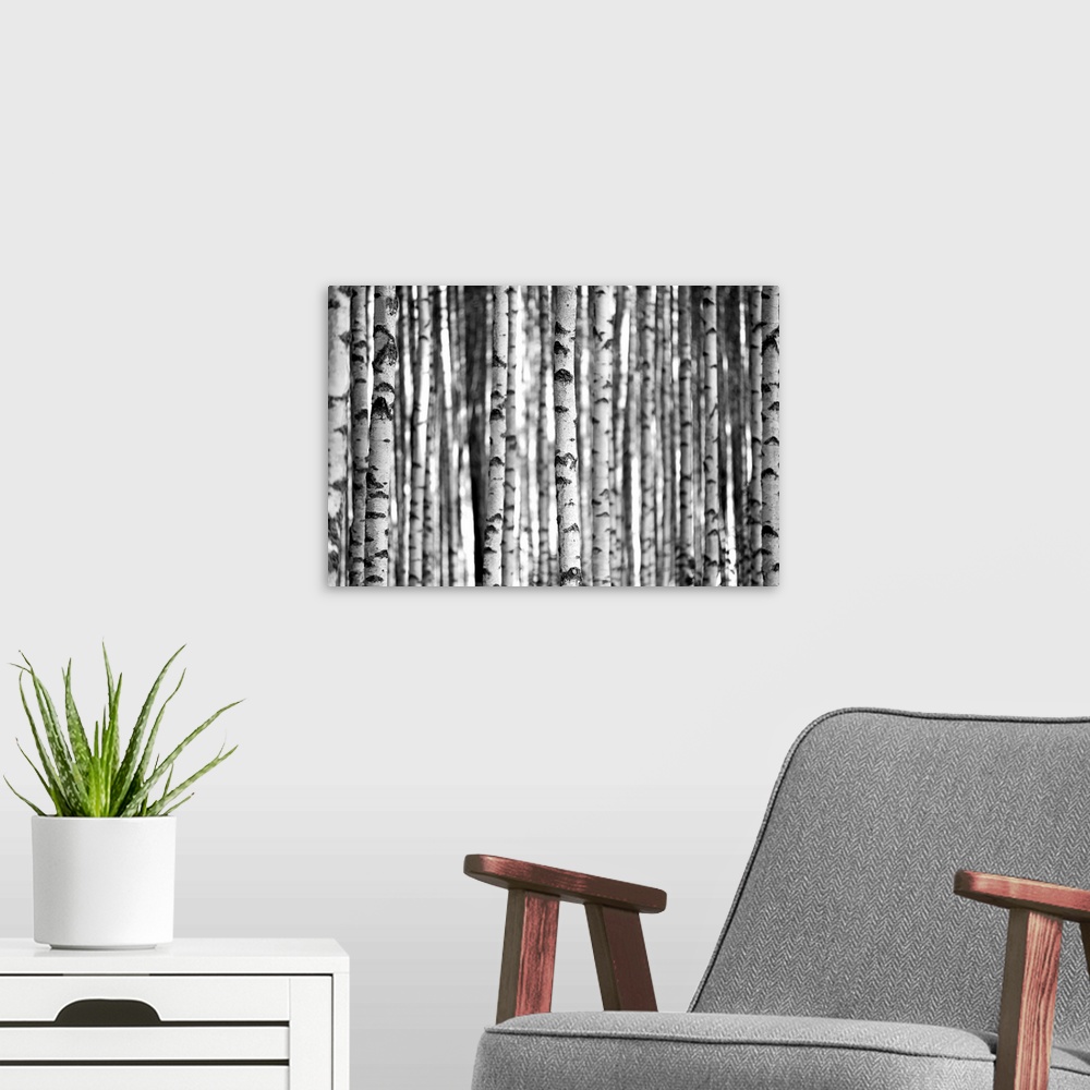 A modern room featuring Trunks of birch trees in black and white.