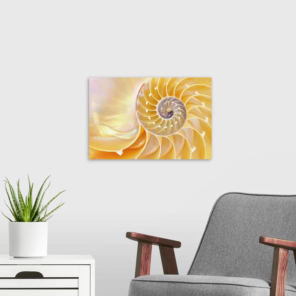 A modern room featuring Close-up of a nautilus shell revealing its intricate patterns, textures, and details.